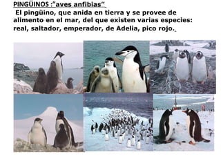 PINGÜINOS :” aves anfibias ”     E l pingüino, que anida en tierra y se provee de alimento en el mar, del que existen varias especies: real, saltador, emperador, de Adelia, pico rojo.   