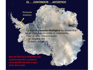 Península Antártica EL  CONTINENTE  ANTÁRTICO Más del 95% de la Antártida está cubierto de hielo, y contiene cerca del 90% de toda el agua dulce del mundo La mayor  riqueza   biológica  se encuentra en el mar que circunda al continente,  por la alta concentración  de oxígeno del  Océano Antártico.  