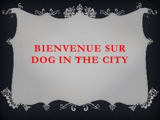 BIENVENUE SUR
DOG IN THE CITY
 