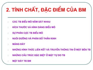 q  C¸c TB biÓu m« n»m s¸t nhau!
q  KÝch th­íc vµ h×nh d¸ng biÓu m«!
q  Sù ph©n cùc TB biÓu m«!
q  Nu«i d­ìng vµ ph©n bè thÇn kinh!
q  Mµng ®¸y!
q  Nh÷ng h×nh thøc liªn kÕt vµ truyÒn th«ng tin ë mÆt bªn TB!
q  Nh÷ng cÊu tróc ®Æc biÖt ë mÆt tù do TB!
q  MÆt ®¸y TB BM!
2. tÝnh chÊt, ®Æc ®iÓm cña bm!
 