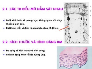 2.1. C¸c TB biÓu m« n»m s¸t nhau
l  §a d¹ng vÒ kÝch th­íc vµ h×nh d¸ng;
l  Cã h×nh d¹ng nh©n tÕ bµo t­¬ng øng.
l  D­íi kÝnh hiÓn vi quang häc: kh«ng quan s¸t ®­îc
kho¶ng gian bµo.
l  D­íi kÝnh hiÓn vi ®iÖn tö: gian bµo réng 15-20 nm.
2.2. KÝch th­íc vµ h×nh d¸ng bM
1
2
3
5
6
4
 