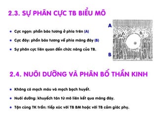 l  Kh«ng cã m¹ch m¸u vµ m¹ch b¹ch huyÕt.
l  Nu«i d­ìng: khuyÕch t¸n tõ m« liªn kÕt qua mµng ®¸y.
l  TËn cïng TK trÇn: tiÕp xóc víi TB BM hoÆc víi TB c¶m gi¸c phô.
2.3. Sù ph©n cùc TB biÓu m«
l  Cùc ngän: phÇn bµo t­¬ng ë phÝa trªn (A)
l  Cùc ®¸y: phÇn bµo t­¬ng vÒ phÝa mµng ®¸y (B)
l  Sù ph©n cùc liªn quan ®Õn chøc n¨ng cña TB.
2.4. Nu«i d­ìng vµ ph©n bè thÇn kinh
B
A
 