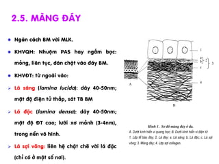 l  Ng¨n c¸ch BM víi MLK.
l  KHVQH: Nhuém PAS hay ngÊm b¹c:
máng, liªn tôc, d¸n chÆt vµo ®¸y BM.
l  KHV§T: tõ ngoµi vµo:
Ø  L¸ s¸ng (lamina lucida): dµy 40-50nm;
mËt ®é ®iÖn tö thÊp, s¸t TB BM
Ø  L¸ ®Æc (lamina densa): dµy 40-50nm;
mËt ®é §T cao; l­íi x¬ m¶nh (3-4nm),
trong nÒn v« h×nh.
Ø  L¸ sîi vâng: liªn hÖ chÆt chÏ víi l¸ ®Æc
(chØ cã ë mét sè n¬i).
2.5. Mµng ®¸y
1
a
b
c
4
2
3
A
B
H×nh 1. S¬ ®å mµng ®¸y ë da.
A. D­íi kÝnh hiÓn vi quang häc; B. D­íi kÝnh hiÓn vi ®iÖn tö.
1. Líp tÕ bµo ®¸y; 2. L¸ ®¸y; a. L¸ s¸ng; b. L¸ ®Æc; c. L¸ sîi
vâng; 3. Mµng ®¸y; 4. Líp sîi collagen.
 