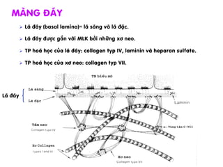 Ø  L¸ ®¸y (basal lamina)= l¸ s¸ng vµ l¸ ®Æc.
Ø  L¸ ®¸y ®­îc g¾n víi MLK bëi nh÷ng x¬ neo.
Ø  TP ho¸ häc cña l¸ ®¸y: collagen typ IV, laminin vµ heparan sulfate.
Ø  TP ho¸ häc cña x¬ neo: collagen typ VII.
Mµng ®¸y
L¸ ®¸y
 