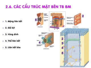 Ø  1. Méng liªn kÕt
Ø  2. D¶i bÞt
Ø  3. Vßng dÝnh
Ø  4. ThÓ liªn kÕt
Ø  5. Liªn kÕt khe
2.6. c¸c cÊu tróc mÆt bªn TB BM
 