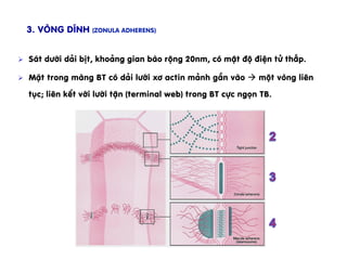 3. Vßng dÝnh (Zonula adherens)
Ø  S¸t d­íi d¶i bÞt, kho¶ng gian bµo réng 20nm, cã mËt ®é ®iÖn tö thÊp.
Ø  MÆt trong mµng BT cã d¶i l­íi x¬ actin m¶nh g¾n vµo à mét vßng liªn
tôc; liªn kÕt víi l­íi tËn (terminal web) trong BT cùc ngän TB.
 
