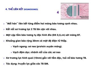 Ø  “Mèi hµn” liªn kÕt tõng ®iÓm hai mµng bµo t­¬ng c¹nh nhau.
Ø  KÕt nèi x¬ tr­¬ng lùc 2 TB l©n cËn víi nhau.
Ø  Mét cÆp tÊm bµo t­¬ng tô ®Æc h×nh ®Üa (§K 0,5µm) s¸t mµng BT.
Ø  Kho¶ng gian bµo réng 30nm cã mËt ®é ®iÖn tö thÊp.
Ø  V¹ch ngang: x¬ neo (protein xuyªn mµng).
Ø  V¹ch ®Ëm däc: nh¸nh nèi cña c¸c x¬ neo
Ø  X¬ tr­¬ng lùc h×nh quai (10nm) g¾n víi tÊm ®Æc, to¶ vÒ bµo t­¬ng TB.
Ø  T¸c dông: truyÒn lùc gi÷a c¸c TB BM.
4. ThÓ liªn kÕt (Desmosomes)
 