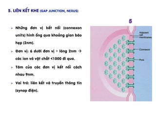 Ø  Nh÷ng ®¬n vÞ kÕt nèi (connexon
units) h×nh èng qua kho¶ng gian bµo
hÑp (2nm).
Ø  §¬n vÞ: 6 d­íi ®¬n vÞ + lßng 2nm à
c¸c ion vµ vËt chÊt <1000 ®i qua.
Ø  T©m cña c¸c ®¬n vÞ kÕt nèi c¸ch
nhau 9nm.
Ø  Vai trß: liªn kÕt vµ truyÒn th«ng tin
(synap ®iÖn).
5. Liªn kÕt khe (Gap junction, Nexus)
 