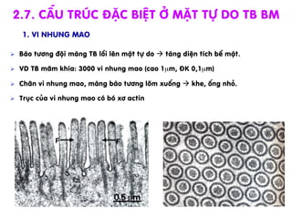 Ø  Bµo t­¬ng ®éi mµng TB låi lªn mÆt tù do à t¨ng diÖn tÝch bÒ mÆt.
Ø  VD TB m©m khÝa: 3000 vi nhung mao (cao 1µm, §K 0,1µm)
Ø  Ch©n vi nhung mao, mµng bµo t­¬ng lâm xuèng à khe, èng nhá.
Ø  Trôc cña vi nhung mao cã bã x¬ actin
2.7. cÊu tróc ®Æc biÖt ë mÆt tù do TB BM
1. Vi nhung mao
 