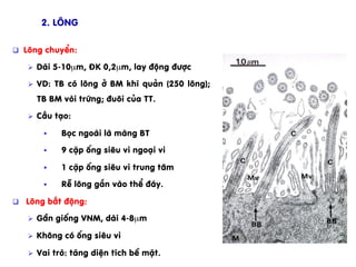 q  L«ng chuyÓn:
Ø  Dµi 5-10µm, §K 0,2µm, lay ®éng ®­îc
Ø  VD: TB cã l«ng ë BM khÝ qu¶n (250 l«ng);
TB BM vßi trøng; ®u«i cña TT.
Ø  CÊu t¹o:
§  Bäc ngoµi lµ mµng BT
§  9 cÆp èng siªu vi ngo¹i vi
§  1 cÆp èng siªu vi trung t©m
§  RÔ l«ng g¾n vµo thÓ ®¸y.
q  L«ng bÊt ®éng:
Ø  GÇn gièng VNM, dµi 4-8µm
Ø  Kh«ng cã èng siªu vi
Ø  Vai trß: t¨ng diÖn tÝch bÒ mÆt.
2. L«ng
 