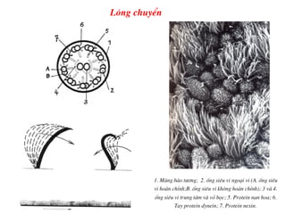 1. Mµng bµo t­¬ng; 2. èng siªu vi ngo¹i vi (A. èng siªu
vi hoµn chØnh;B. èng siªu vi kh«ng hoµn chØnh); 3 vµ 4.
èng siªu vi trung t©m vµ vá bäc; 5. Protein nan hoa; 6.
Tay protein dynein; 7. Protein nexin.
L«ng chuyÓn
 