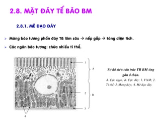 2.8. MÆt ®¸y TÕ bµo BM
2.8.1. Mª ®¹o ®¸y
Ø  Mµng bµo t­¬ng phÇn ®¸y TB lâm s©u à nÕp gÊp à t¨ng diÖn tÝch.
Ø  C¸c ng¨n bµo t­¬ng: chøa nhiÒu ti thÓ.
S¬ ®å siªu cÊu tróc TB BM èng
gÇn ë thËn.
A. Cùc ngän; B. Cùc ®¸y; 1. VNM; 2.
Ti thÓ; 3. Mµng ®¸y; 4. Mª ®¹o ®¸y.
1
2
3
4
A
B
 