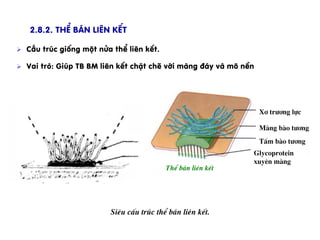 Ø  CÊu tróc gièng mét nöa thÓ liªn kÕt.
Ø  Vai trß: Gióp TB BM liªn kÕt chÆt chÏ víi mµng ®¸y vµ m« nÒn
2.8.2. ThÓ b¸n liªn kÕt
Siªu cÊu tróc thÓ b¸n liªn kÕt.
X¬ tr­¬ng lùc
Mµng bµo t­¬ng
TÊm bµo t­¬ng
Glycoprotein
xuyªn mµng
ThÓ b¸n liªn kÕt
 