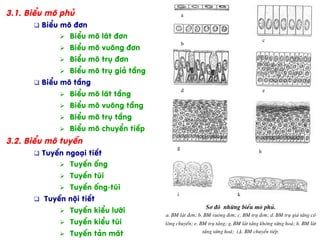 3.1. BiÓu m« phñ
q  BiÓu m« ®¬n
Ø  BiÓu m« l¸t ®¬n
Ø  BiÓu m« vu«ng ®¬n
Ø  BiÓu m« trô ®¬n
Ø  BiÓu m« trô gi¶ tÇng
q  BiÓu m« tÇng
Ø  BiÓu m« l¸t tÇng
Ø  BiÓu m« vu«ng tÇng
Ø  BiÓu m« trô tÇng
Ø  BiÓu m« chuyÓn tiÕp
3.2. BiÓu m« tuyÕn
q  TuyÕn ngo¹i tiÕt
Ø  TuyÕn èng
Ø  TuyÕn tói
Ø  TuyÕn èng-tói
q  TuyÕn néi tiÕt
Ø  TuyÕn kiÓu l­íi
Ø  TuyÕn kiÓu tói
Ø  TuyÕn t¶n m¸t
S¬ ®å nh÷ng biÓu m« phñ.
a. BM l¸t ®¬n; b. BM vu«ng ®¬n; c. BM trô ®¬n; d. BM trô gi¶ tÇng cã
l«ng chuyÓn; e. BM trô tÇng; g. BM l¸t tÇng kh«ng sõng ho¸; h. BM l¸t
tÇng sõng ho¸; i,k. BM chuyÓn tiÕp.
a
b
c
d e
g
h
i k
 
