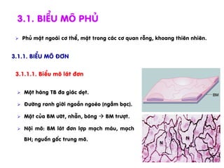 Ø  Mét hµng TB ®a gi¸c dÑt.
Ø  §­êng ranh giíi ngo»n ngoÌo (ngÊm b¹c).
Ø  MÆt cña BM ­ít, nh½n, bãng à BM tr­ît.
Ø  Néi m«: BM l¸t ®¬n lîp m¹ch m¸u, m¹ch
BH; nguån gèc trung m«.
3.1. BiÓu m« phñ
Ø  Phñ mÆt ngoµi c¬ thÓ, mÆt trong c¸c c¬ quan rçng, khoang thiªn nhiªn.
3.1.1. BiÓu m« ®¬n
3.1.1.1. BiÓu m« l¸t ®¬n
 