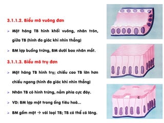 3.1.1.2. BiÓu m« vu«ng ®¬n
Ø  Mét hµng TB h×nh khèi vu«ng, nh©n trßn,
gi÷a TB (h×nh ®a gi¸c khi nh×n th¼ng)
Ø  BM lîp buång trøng, BM d­íi bao nh©n m¾t.
3.1.1.3. BiÓu m« trô ®¬n
Ø  Mét hµng TB h×nh trô; chiÒu cao TB lín h¬n
chiÒu ngang (h×nh ®a gi¸c khi nh×n th¼ng)
Ø  Nh©n TB cã h×nh trøng, n»m phÝa cùc ®¸y.
Ø  VD: BM lîp mÆt trong èng tiªu ho¸...
Ø  BM gåm mét à vµi lo¹i TB; TB cã thÓ cã l«ng.
 