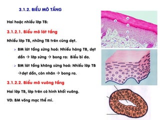 3.1.2.1. BiÓu m« l¸t tÇng
NhiÒu líp TB, nh÷ng TB trªn cïng dÑt.
Ø  BM l¸t tÇng sõng ho¸: NhiÒu hµng TB, dÑt
dÇn à líp sõng à bong ra: BiÓu b× da.
Ø  BM l¸t tÇng kh«ng sõng ho¸: NhiÒu líp TB
àdÑt dÇn, cßn nh©n à bong ra.
3.1.2.2. BiÓu m« vu«ng tÇng
Hai líp TB, líp trªn cã h×nh khèi vu«ng.
VD: BM vâng m¹c thÓ mi.
3.1.2. BiÓu m« tÇng
Hai hoÆc nhiÒu líp TB:
 