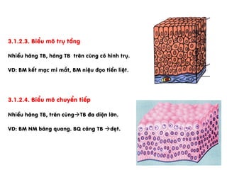 3.1.2.3. BiÓu m« trô tÇng
NhiÒu hµng TB, hµng TB trªn cïng cã h×nh trô.
VD: BM kÕt m¹c mi m¾t, BM niÖu ®¹o tiÒn liÖt.
3.1.2.4. BiÓu m« chuyÓn tiÕp
NhiÒu hµng TB, trªn cïngàTB ®a diÖn lín.
VD: BM NM bµng quang. BQ c¨ng TB àdÑt.
 
