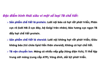 §Æc ®iÓm h×nh th¸i siªu vi mét sè lo¹i TB chÕ tiÕt:
Ø  S¶n phÈm chÕ tiÕt lµ protein: L­íi néi bµo cã h¹t rÊt ph¸t triÓn; Ph©n
cùc râ (l­íi NB ë cùc ®¸y, bé Golgi trªn nh©n); Bµo t­¬ng cùc ngän TB
®Çy h¹t chÕ tiÕt protein.
Ø  S¶n phÈm chÕ tiÕt lµ steroid: L­íi néi kh«ng h¹t rÊt ph¸t triÓn; Giµu
kh«ng bµo (tói chøa lipid tiÒn th©n steroid); Kh«ng cã h¹t chÕ tiÕt.
Ø  TB vËn chuyÓn ion: Mµng cã nhiÒu nÕp gÊp (t¨ng diÖn tÝch); Ti thÓ tËp
trung s¸t mµng (cung cÊp ATP); Vßng dÝnh, d¶i bÞt ph¸t triÓn.
 