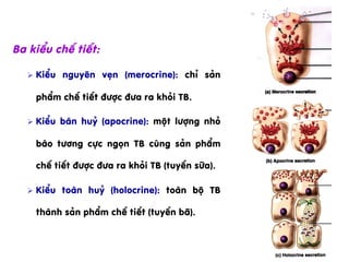 Ba kiÓu chÕ tiÕt:
Ø  KiÓu nguyªn vÑn (merocrine): chØ s¶n
phÈm chÕ tiÕt ®­îc ®­a ra khái TB.
Ø  KiÓu b¸n huû (apocrine): mét l­îng nhá
bµo t­¬ng cùc ngän TB cïng s¶n phÈm
chÕ tiÕt ®­îc ®­a ra khái TB (tuyÕn s÷a).
Ø  KiÓu toµn huû (holocrine): toµn bé TB
thµnh s¶n phÈm chÕ tiÕt (tuyÕn b·).
 