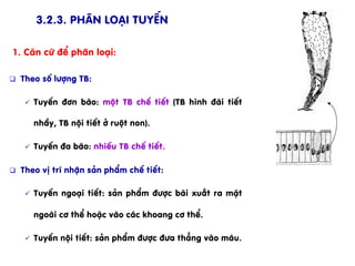 3.2.3. Ph©n lo¹i tuyÕn
1. C¨n cø ®Ó ph©n lo¹i:
q  Theo sè l­îng TB:
ü  TuyÕn ®¬n bµo: mét TB chÕ tiÕt (TB h×nh ®µi tiÕt
nhÇy, TB néi tiÕt ë ruét non).
ü  TuyÕn ®a bµo: nhiÒu TB chÕ tiÕt.
q  Theo vÞ trÝ nhËn s¶n phÈm chÕ tiÕt:
ü  TuyÕn ngo¹i tiÕt: s¶n phÈm ®­îc bµi xuÊt ra mÆt
ngoµi c¬ thÓ hoÆc vµo c¸c khoang c¬ thÓ.
ü  TuyÕn néi tiÕt: s¶n phÈm ®­îc ®­a th¼ng vµo m¸u.
 