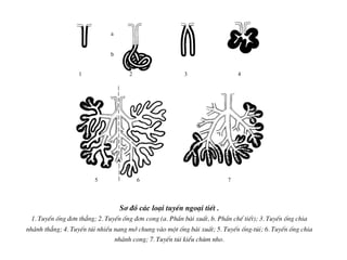 S¬ ®å c¸c lo¹i tuyÕn ngo¹i tiÕt .
1. TuyÕn èng ®¬n th¼ng; 2. TuyÕn èng ®¬n cong (a. PhÇn bµi xuÊt, b. PhÇn chÕ tiÕt); 3. TuyÕn èng chia
nh¸nh th¼ng; 4. TuyÕn tói nhiÒu nang më chung vµo mét èng bµi xuÊt; 5. TuyÕn èng-tói; 6. TuyÕn èng chia
nh¸nh cong; 7. TuyÕn tói kiÓu chïm nho.
a
b
1 2 3 4
5 6 7
 