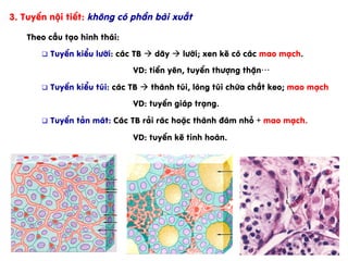 Theo cÊu t¹o h×nh th¸i:
q  TuyÕn kiÓu l­íi: c¸c TB à d©y à l­íi; xen kÏ cã c¸c mao m¹ch.
VD: tiÒn yªn, tuyÕn th­îng thËn…
q  TuyÕn kiÓu tói: c¸c TB à thµnh tói, lßng tói chøa chÊt keo; mao m¹ch
VD: tuyÕn gi¸p tr¹ng.
q  TuyÕn t¶n m¸t: C¸c TB r¶i r¸c hoÆc thµnh ®¸m nhá + mao m¹ch.
VD: tuyÕn kÏ tinh hoµn.
3. TuyÕn néi tiÕt: kh«ng cã phÇn bµi xuÊt
 