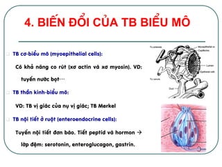 q  TB c¬-biÓu m« (myoepithelial cells):
Cã kh¶ n¨ng co rót (x¬ actin vµ x¬ myosin). VD:
tuyÕn n­íc bät…
q  TB thÇn kinh-biÓu m«:
VD: TB vÞ gi¸c cña nô vÞ gi¸c; TB Merkel
q  TB néi tiÕt ë ruét (enteroendocrine cells):
TuyÕn néi tiÕt ®¬n bµo. TiÕt peptid vµ hormon à
líp ®Öm: serotonin, enteroglucagon, gastrin.
4. BiÕn ®æi cña TB biÓu m«!
 