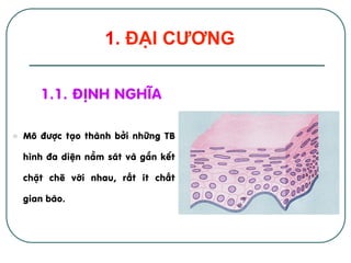 l  M« ®­îc t¹o thµnh bëi nh÷ng TB
h×nh ®a diÖn n»m s¸t vµ g¾n kÕt
chÆt chÏ víi nhau, rÊt Ýt chÊt
gian bµo.
1. ĐẠI CƯƠNG
1.1. §Þnh nghÜa
 