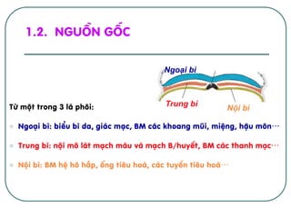 Tõ mét trong 3 l¸ ph«i:
l  Ngo¹i b×: biÓu b× da, gi¸c m¹c, BM c¸c khoang mòi, miÖng, hËu m«n…
l  Trung b×: néi m« l¸t m¹ch m¸u vµ m¹ch B/huyÕt, BM c¸c thanh m¹c…
l  Néi b×: BM hÖ h« hÊp, èng tiªu ho¸, c¸c tuyÕn tiªu ho¸…
1.2. Nguån gèc
Ngoại bì
Trung bì
Nội bì
 