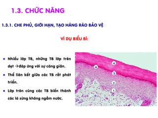 1.3. Chøc n¨ng
1.3.1. Che phñ, giíi h¹n, t¹o hµng rµo b¶o vÖ
l  NhiÒu líp TB, nh÷ng TB líp trªn
dÑt à®¸p øng víi sù c¨ng gi·n.
l  ThÓ liªn kÕt gi÷a c¸c TB rÊt ph¸t
triÓn.
l  Líp trªn cïng c¸c TB biÕn thµnh
c¸c l¸ sõng kh«ng ngÊm n­íc.
vÝ dô BiÓu b×:
 