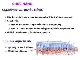 l  HÊp thu: nhiÒu vi nhung mao; bµo quan ph¸t triÓn ë b/t­¬ng cùc ngän.
l  VËn chuyÓn:
v  Trªn bÒ mÆt TB: c¸c l«ng chuyÓn cña BM ®­êng h« hÊp.
v  Qua TB: TB néi m« h×nh ®a diÖn máng; c¸c tói vi Èm bµo; cöa sæ NM.
l  ChÕ tiÕt: tæng hîp c¸c chÊt vµ ®­a ra ngoµi TB.
Chøc n¨ng
1.3.2. hÊp thu, VËn chuyÓn, chÕ tiÕt:
1.1.3. Thu nhËn c¶m gi¸c.
l  TËn cïng TK trÇn ë biÓu m«.
l  TÕ bµo c¶m gi¸c phô.
 