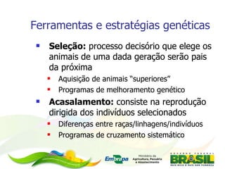 Ferramentas e estratégias genéticas Seleção:  processo decisório que elege os animais de uma dada geração serão pais da próxima Aquisição de animais “superiores” Programas de melhoramento genético Acasalamento:  consiste na reprodução dirigida dos indivíduos selecionados Diferenças entre raças/linhagens/indivíduos Programas de cruzamento sistemático 
