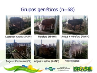 Grupos genéticos (n=68) Aberdeen Angus (ANAN) Angus x Caracu (ANCR) Angus x Nelore (ANNE) Angus x Hereford (ANHH) Nelore (NENE) Hereford (HHHH) 