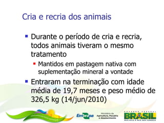 Cria e recria dos animais Durante o período de cria e recria, todos animais tiveram o mesmo tratamento Mantidos em pastagem nativa com suplementação mineral a vontade Entraram na terminação com idade média de 19,7 meses e peso médio de 326,5 kg (14/jun/2010) 