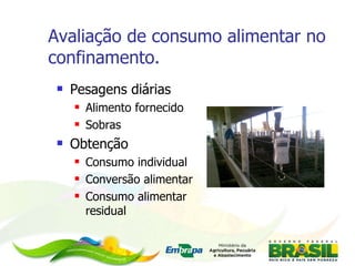 Avaliação de consumo alimentar no confinamento. Pesagens diárias Alimento fornecido Sobras Obtenção Consumo individual Conversão alimentar Consumo alimentar residual 