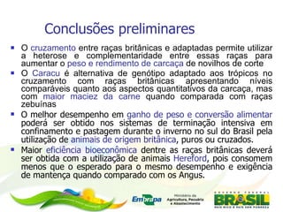 Conclusões preliminares O  cruzamento  entre raças britânicas e adaptadas permite utilizar a heterose e complementaridade entre essas raças para aumentar o  peso e rendimento de carcaça  de novilhos de corte O  Caracu  é alternativa de genótipo adaptado aos trópicos no cruzamento com raças britânicas apresentando níveis comparáveis quanto aos aspectos quantitativos da carcaça, mas com  maior maciez da carne  quando comparada com raças zebuínas O melhor desempenho em  ganho de peso e conversão alimentar  poderá ser obtido nos sistemas de terminação intensiva em confinamento e pastagem durante o inverno no sul do Brasil pela utilização de  animais de origem britânica , puros ou cruzados. Maior  eficiência bioeconômica  dentre as raças britânicas deverá ser obtida com a utilização de animais  Hereford , pois consomem menos que o esperado para o mesmo desempenho e exigência de mantença quando comparado com os Angus.  