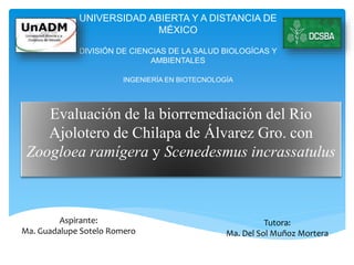 UNIVERSIDAD ABIERTA Y A DISTANCIA DE
MÉXICO
DIVISIÓN DE CIENCIAS DE LA SALUD BIOLOGÍCAS Y
AMBIENTALES
INGENIERÍA EN BIOTECNOLOGÍA
Evaluación de la biorremediación del Rio
Ajolotero de Chilapa de Álvarez Gro. con
Zoogloea ramígera y Scenedesmus incrassatulus
Tutora:
Ma. Del Sol Muñoz Mortera
Aspirante:
Ma. Guadalupe Sotelo Romero
 