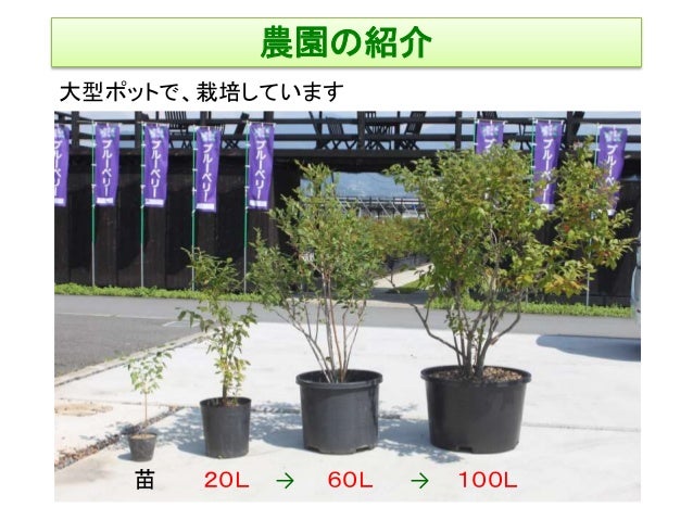 信州ブルーベリー観光農園 森の畑 講演会発表資料 農業100年の夢 農業と6次産業化 平成30年 信州アグリフードフォーラム発表資料