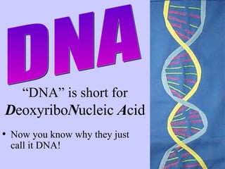 “ DNA” is short for  D eoxyribo N ucleic  A cid Now you know why they just call it DNA!  DNA 