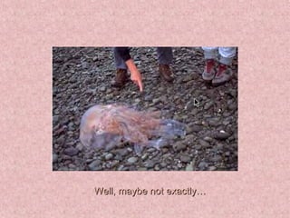 Well, maybe not exactly… 