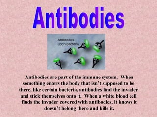Antibodies are part of the immune system.  When something enters the body that isn’t supposed to be  there, like certain bacteria, antibodies find the invader  and stick themselves onto it.  When a white blood cell  finds the invader covered with antibodies, it knows it doesn’t belong there and kills it. Antibodies 
