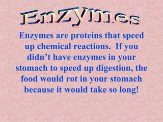 Enzymes are proteins that speed up chemical reactions.  If you didn’t have enzymes in your stomach to speed up digestion, the food would rot in your stomach because it would take so long! Enzymes 