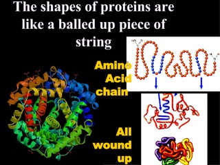 The shapes of proteins are like a balled up piece of string Amino Acid chain  All wound up 