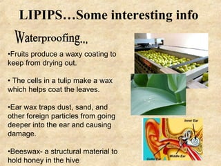 LIPIPS…Some interesting info Waterproofing... Fruits produce a waxy coating to keep from drying out. The cells in a tulip make a wax which helps coat the leaves. Ear wax traps dust, sand, and other foreign particles from going deeper into the ear and causing damage.  Beeswax- a structural material to hold honey in the hive 