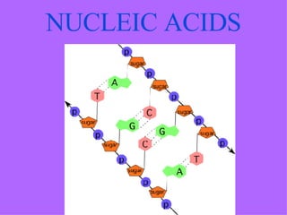 NUCLEIC ACIDS 