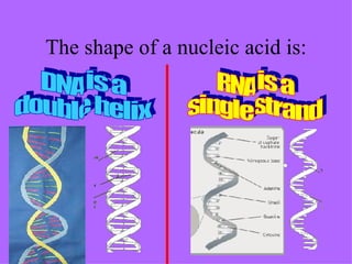 The shape of a nucleic acid is: DNA is a  double helix RNA is a  single strand 