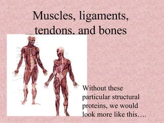 Muscles, ligaments, tendons, and bones Without these particular structural proteins, we would look more like this…. 