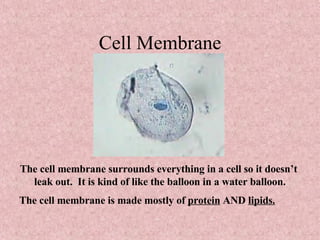 Cell Membrane The cell membrane surrounds everything in a cell so it doesn’t  leak out.  It is kind of like the balloon in a water balloon. The cell membrane is made mostly of  protein  AND  lipids. 