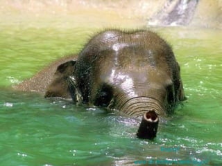 Roelof. www . slideshare . web-log . nl 